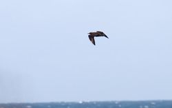 Great Skua photographed at Jaonneuse [JAO] on 18/9/2013. Photo: &copy; Vic Froome