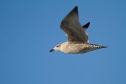 Herring Gull photographed at Jaonneuse [JAO] on 18/9/2013. Photo: &copy; Vic Froome