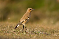 Wheatear photographed at Fort Doyle [DOY] on 20/9/2013. Photo: &copy; Rod Ferbrache