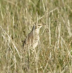 Tawny Pipit photographed at Creux Mahie, TOR [CRX] on 22/9/2013. Photo: &copy; Anthony Loaring