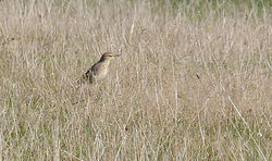 Tawny Pipit photographed at Creux Mahie on 22/9/2013. Photo: &copy; Mark Lawlor