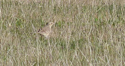 Tawny Pipit photographed at Creux Mahie on 22/9/2013. Photo: &copy; Mark Lawlor