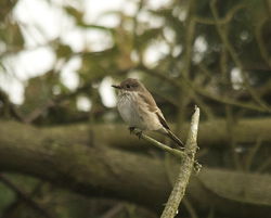 Spotted Flycatcher photographed at Pleinmont [PLE] on 26/9/2013. Photo: &copy; Karen Jehan