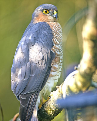 Sparrowhawk photographed at St Peter Port [SPP] on 27/9/2013. Photo: &copy; Royston Carré