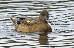 Wigeon photographed at Claire Mare [CLA] on 29/9/2013. Photo: &copy; Anthony Loaring