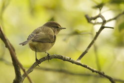 Chiffchaff photographed at Corbiere [COR] on 12/10/2013. Photo: &copy; Karen Jehan