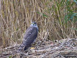 Sparrowhawk photographed at Claire Mare [CLA] on 31/10/2013. Photo: &copy; Royston Carré