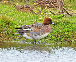 Wigeon photographed at Claire Mare [CLA] on 6/11/2013. Photo: &copy; Mike Cunningham