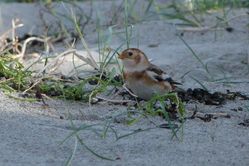 Snow Bunting photographed at Richmond [RIC] on 9/11/2013. Photo: &copy; Mark Guppy