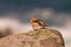 Snow Bunting photographed at Fort Doyle [DOY] on 10/11/2013. Photo: &copy; Dan Scott