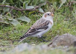 Snow Bunting photographed at Fort Doyle [DOY] on 12/11/2013. Photo: &copy; Cindy  Carre