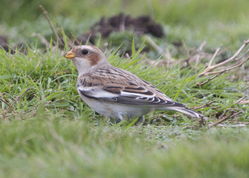 Snow Bunting photographed at Fort Doyle [DOY] on 12/11/2013. Photo: &copy; Cindy  Carre