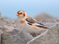 Snow Bunting photographed at Fort Doyle [DOY] on 12/11/2013. Photo: &copy; Mike Cunningham