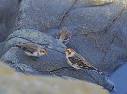 Snow Bunting photographed at Fort Doyle [DOY] on 13/11/2013. Photo: &copy; Royston Carré