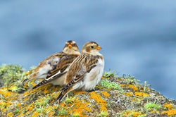Snow Bunting photographed at Fort Doyle [DOY] on 13/11/2013. Photo: &copy; Anthony Loaring