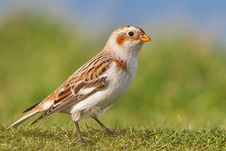 Snow Bunting photographed at Fort Doyle [DOY] on 13/11/2013. Photo: &copy; Chris Bale