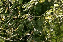Long-tailed Tit photographed at Talbot Valley [TAL] on 15/11/2013. Photo: &copy; Jay Friend