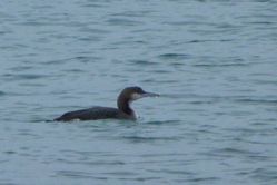 Black-throated Diver photographed at Port Grat [POG] on 17/11/2013. Photo: &copy; Mark Guppy