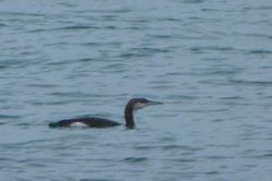 Black-throated Diver photographed at Port Grat [POG] on 17/11/2013. Photo: &copy; Mark Guppy