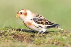 Snow Bunting photographed at Fort Doyle [DOY] on 13/11/2013. Photo: &copy; Chris Bale