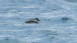 Common Scoter photographed at Grandes Rocques [GRO] on 30/11/2013. Photo: &copy; Anthony Loaring