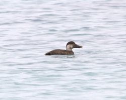 Common Scoter photographed at Grandes Rocques [GRO] on 2/12/2013. Photo: &copy; Cindy  Carre