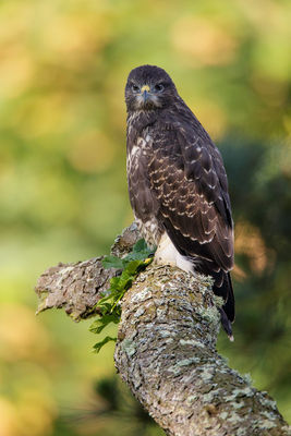 Buzzard photographed at Sous L'Eglise [SOU] on 7/7/2013. Photo: &copy; steve levrier