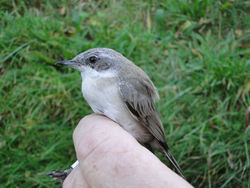Lesser Whitethroat photographed at Trinity [TRI] on 8/12/2013. Photo: &copy; Michelle Hooper