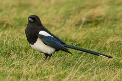 Magpie photographed at Port Soif [SOI] on 14/12/2013. Photo: &copy; Rod Ferbrache