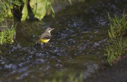 Grey Wagtail photographed at Petit Bot [BOT] on 8/1/2014. Photo: &copy; Karen Jehan