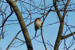 Long-tailed Tit photographed at Rue des Bergers [BER] on 10/1/2014. Photo: &copy; Jay Friend