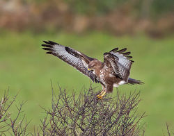 Buzzard photographed at Pleinmont [PLE] on 14/1/2014. Photo: &copy; Mike Cunningham