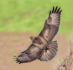 Buzzard photographed at Pleinmont [PLE] on 14/1/2014. Photo: &copy; Mike Cunningham