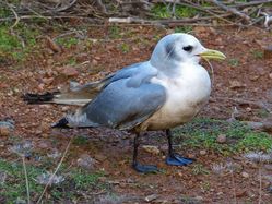 Kittiwake photographed at Fort Le Marchant [MAR] on 19/1/2014. Photo: &copy; Tracey Henry