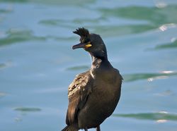 Shag photographed at St.Peter Port on 20/1/2014. Photo: &copy; Royston Carré