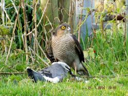 Sparrowhawk photographed at St Saviour (Parish) on 21/1/2014. Photo: &copy; Rheya Sarre