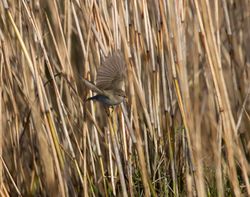 Chiffchaff photographed at Track Marais [TRA] on 2/2/2014. Photo: &copy; Vic Froome