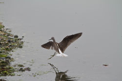 Greenshank photographed at Pulias [PUL] on 1/10/2013. Photo: &copy; Dan Scott