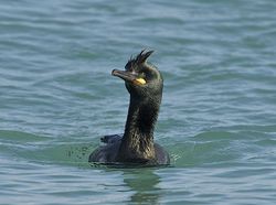 Shag photographed at Town Harbour [TOW] on 24/2/2014. Photo: &copy; Royston Carré