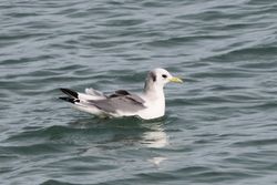 Kittiwake photographed at Salerie Corner [SAL] on 23/2/2014. Photo: &copy; Andy Marquis