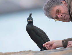 Shag photographed at Town Harbour on 24/2/2014. Photo: &copy; Mike Cunningham