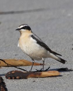 Wheatear photographed at Jaonneuse [JAO] on 18/3/2014. Photo: &copy; Cindy  Carre