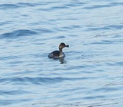 Black-necked Grebe photographed at Perelle [PER] on 19/3/2014. Photo: &copy; Anthony Loaring