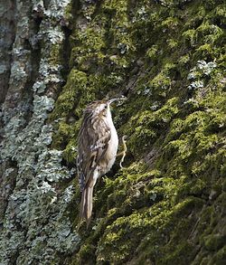 Short-toed Treecreeper photographed at Saumarez Park [SAU] on 28/3/2014. Photo: &copy; Royston Carré