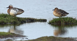 Garganey photographed at Colin Best NR [CNR] on 29/3/2014. Photo: &copy;  Rockdweller