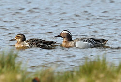 Garganey photographed at Colin Best NR [CNR] on 29/3/2014. Photo: &copy;  Rockdweller