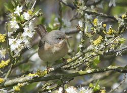  photographed at Pleinmont [PLE] on 10/4/2014. Photo: &copy; Karen Jehan