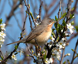  photographed at Pleinmont [PLE] on 10/4/2014. Photo: &copy; Mike Cunningham