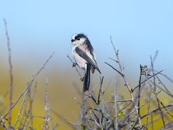 Long-tailed Tit photographed at Pleinmont [PLE] on 15/4/2014. Photo: &copy; Royston Carré
