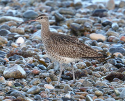 Whimbrel photographed at Shingle Bank [SHI] on 26/4/2014. Photo: &copy;  Rockdweller